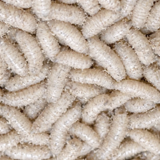 Viermi mici Pinky albi