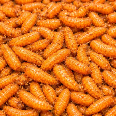 Viermi mici Pinky portocalii Viermi mici Pinky portocalii